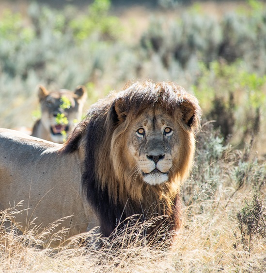 Gondwana Game Drive